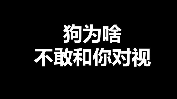 宠物冷知识：你家狗狗敢不敢和你对视呢？反正路上遇到猛犬就别对视了