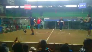 2nd fight win cainta cockfights