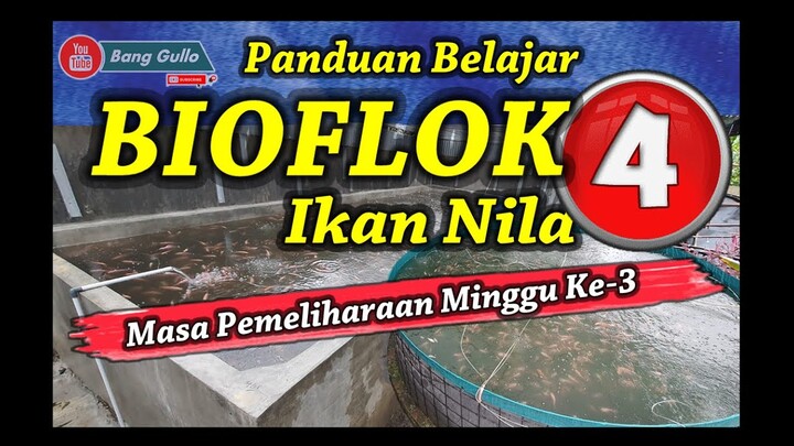 Panduan Sederhana Belajar Bioflok Ikan Nila - Video Masa Pemeliharaan Minggu Ke-3
