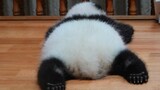 [Hewan] Bayi panda yang sedang tidur