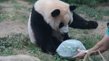 สัตว์|Panda Fubao เล่นฮ็อกกี้น้ำแข็ง