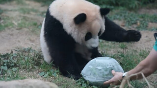 210628 大熊猫福宝 奶爸做了个冰球给福宝玩 手滑抱不住