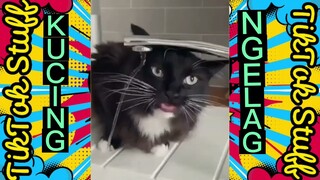 Kompilasi Video Kucing Lucu, Kocak Dan Bikin Ngakak Terbaru 2022 | Funny Cat Video