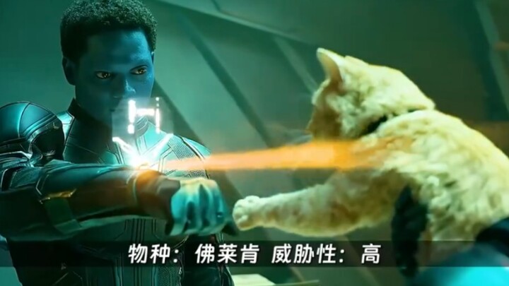系统检测：大橘，危险系数五星！成年男性无威胁....