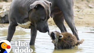 Mama Pittie สอนลูกแรคคูนที่ได้รับการช่วยเหลือถึงวิธีการเอาตัวรอดในป่า โดโด้