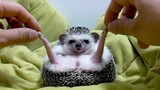 [Animals]How long can a hedgehog's legs stretch?