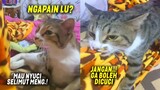 NGAKAK BANGET..! Selimut Kesayangan Mau Dicuci, Kucing Ini Marah Sama Majikannya ~ Video Kucing Lucu