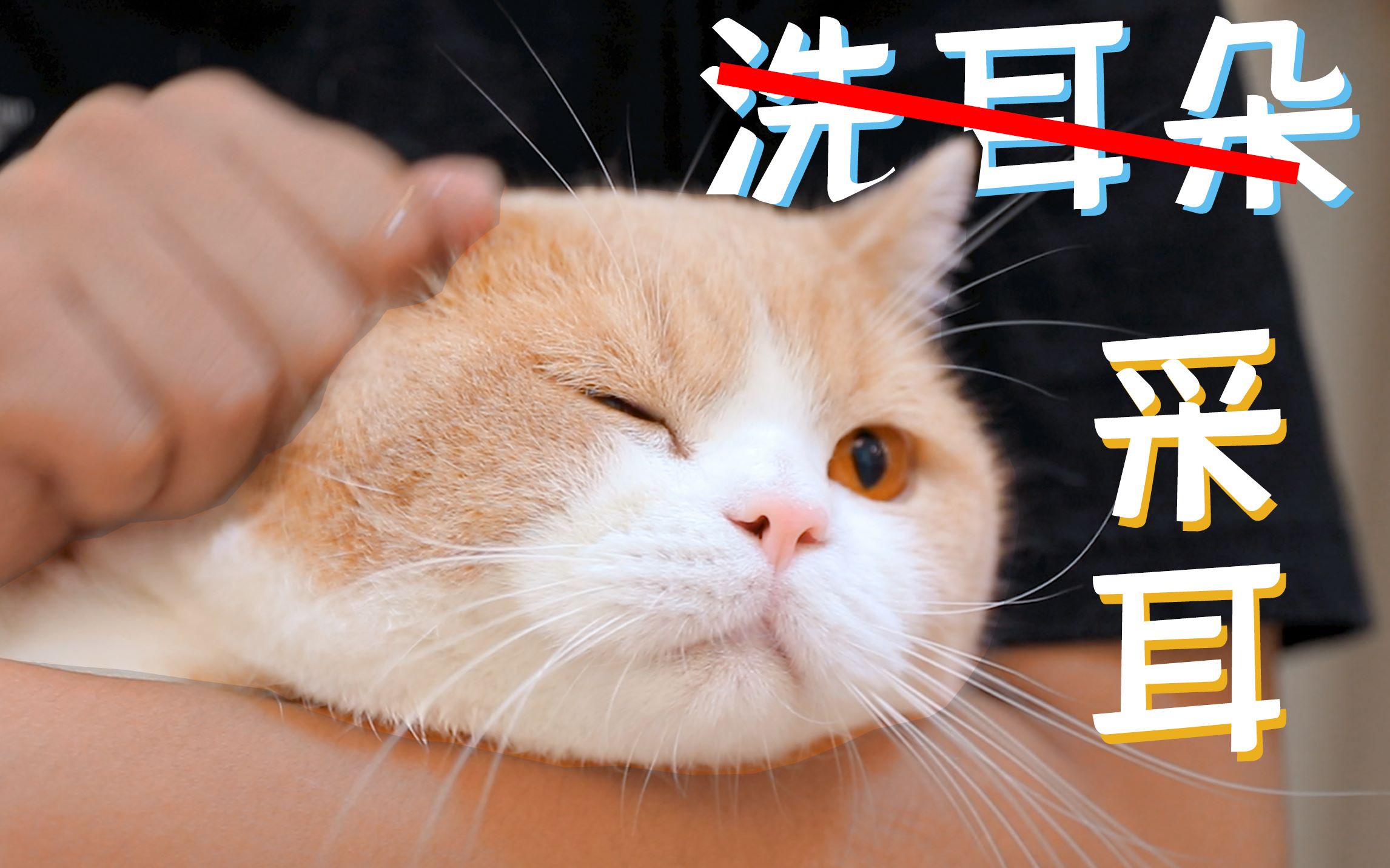 主人给猫咪洗耳朵 猫咪气到疯狂骂人 铲屎官 我太难了 Bilibili