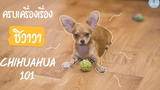 ชิวาวา ครบเครื่องเรื่องชิวาวา 101 Chihuahua 101 SudPad-Dog