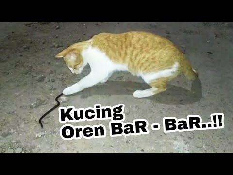 ULar ini Jadi Mainan Kucing Oren