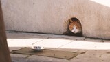 Mèo vàng ở Cấm Cung chui ra ngoài