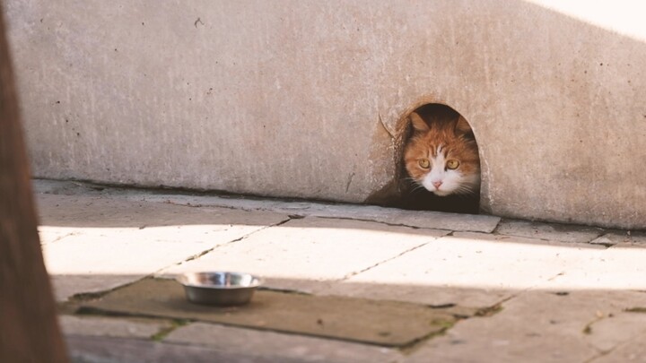 Papa, the Orange Cat at the Forbidden Palace Comes out of Its Hole