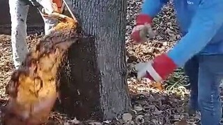 Foreign workers sawed a tree, but they didn't expect so much water to flow out... Netizens speculate