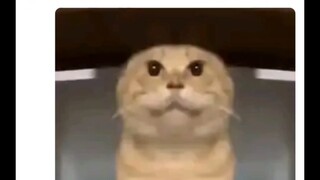 以下猫咪成为你的宠物你给它会打几分