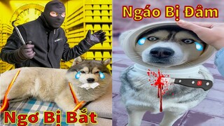 Thú Cưng TV | Ngáo Và Ngơ #43 | chó thông minh vui nhộn | Pets funny cute smart dog