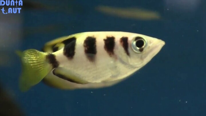 Archerfish Si Ikan Pemanah Hebat Aquarium Air Tawar