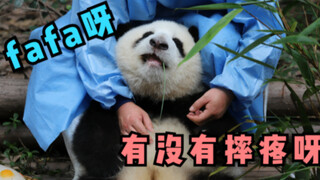 【大熊猫和花】fafa不小心摔下树，发箍奶爸暖心安慰