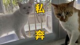 我家猫，差点跟流浪猫私奔了