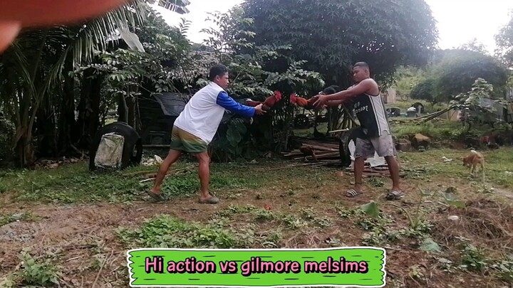 Hi action vs gilmore melsims