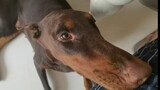 Doberman's living clock is so accurate that he wakes me up every day