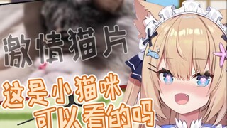 【四分半看猫猫】？？？这是猫能看的吗？？？