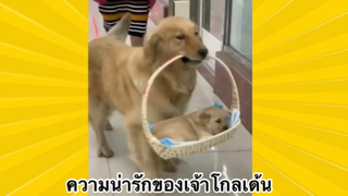 สัตว์เลี้ยงเพื่อนขนปุย : ความน่ารักของเจ้าโกลเด้น