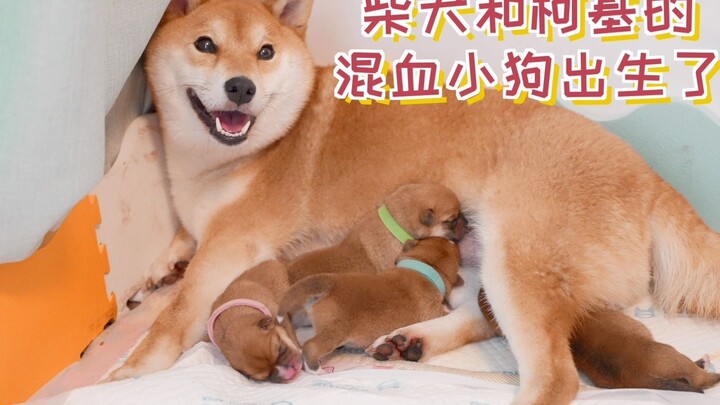 Shiba Inu and Corgi mix puppies are born, and every puppy birth makes me nervous