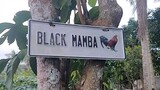 Black Mamba Gamefarm Since 2008 Panungyan 1 Mendez Cavite