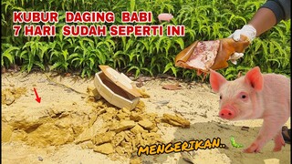 EKSPERIMEN: DAGING BABI DIKUBUR 7 HARI.. Setelah di zoom ternyata seperti ini..