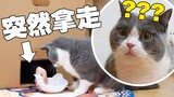 猫吃饭时食物突然消失会怎样？