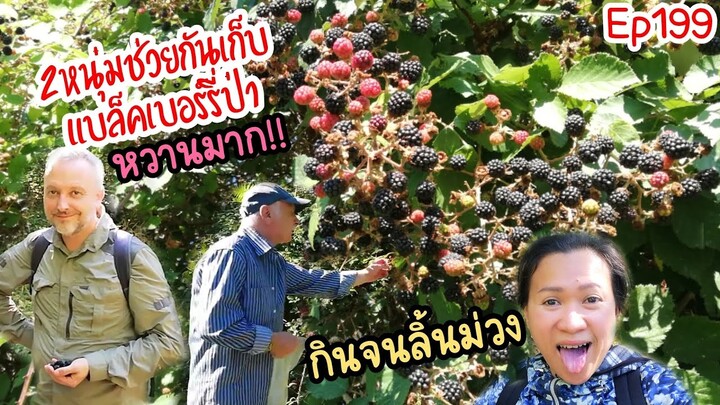 เข้าป่าทันที!!อยากเก็บเห็ด​แต่ได้เก็บแบล็คเบอร์รี่ป่าหวานฉ่ำแทน