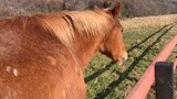 Động vật |Sờ mông của ngựa
