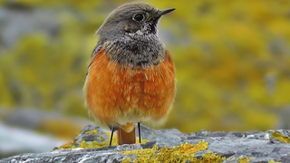 Eastern Black Redstart ที่ Mousehole นกหายากใน Cornwall UK