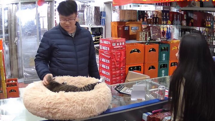 ชายคนหนึ่งเข้าไปในร้านเพื่อซื้อของ และต้องตกใจเมื่อเห็นแมวอ้วนของเจ้านาย: นี่คือแมวเหรอ? ลาตัวหนึ่งส