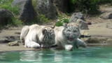 [Động vật]Hai con hổ trắng Bengal trong vườn thú