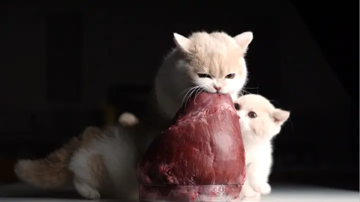 [Cats] Three cats eat a bovine heart