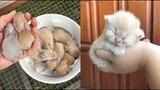 Cutest baby animals Videos Compilation Cute moment of the Animals - Cutest Animals 1