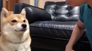 Một Shiba Inu siêu tự ái, luôn đánh nhau bất cứ khi nào chủ nhân nói rằng cậu không dễ thương!