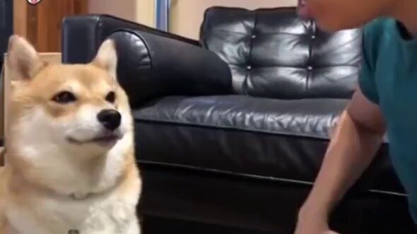 A super narcissistic Shiba Inu who fights whenever his owner says he is not cute!