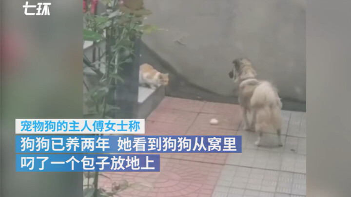 宠物狗将肉包子叼给流浪猫 怕猫不敢靠近，还特意躲远观察