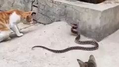 CAT VS SNAKE