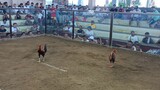Lose Possum Gold 2nd Fight at 3Cock Derby