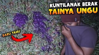 🔴 974- KUNTI BERAK ! TAHI KUNTI WARNA UNGU ? | CAMPING HORROR