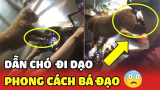 Dẫn chó POODLE đi dạo phong cách "BÁ ĐẠO" có 1 không 2 của con SEN hài hước 😂 | Yêu Lu