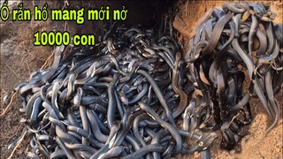 Kinh Hoàng Phát Hiện Ổ Rắn Hàng 10000 Con Mới Nở | 1000 Newly Hatched Cobras