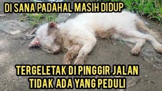 Astagfirullah Kucing Liar Jauh-Jauh Datang Hanya Pengen Perhatian Untuk Terakhir Kalinya..!