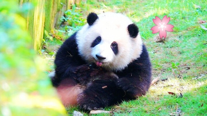 [Panda Hehua] เจ้าแพนด้าสร้างความบันเทิงให้ตัวเอง