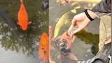 Ikan-ikan di Mata Air Baotu lebih bulat satu sama lain! Netizen menjadi resah setelah melihat turis 