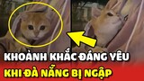 Những hình ảnh SIÊU ĐÁNG YÊU của các bé Mèo khi Đà Nẵng bị ngập 🥰 | Yêu Lu
