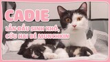 [#0] Mèo mẹ lần đầu sinh gặp khó phải cấp cứu hai bé mèo con munchkin | meocuahyp | New born kittens